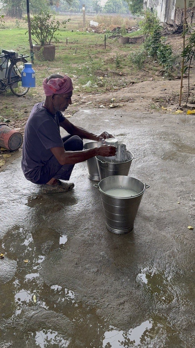 Fresh milk collected straight from Sabesar Farms